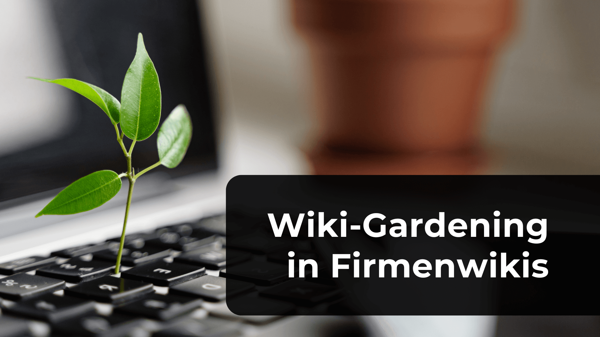 Farbige Fotografie: Ein kleiner grüner Pflanzenspross wächst zwischen den Tasten einer schwarzen Computertastatur. Im Hintergrund ist unscharf ein Blumentopf zu erkennen. Auf dem Bild steht der Text: "Wiki-Gardening in Firmenwikis".